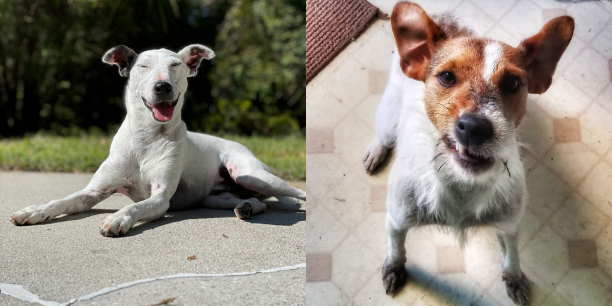 Available Jack Russell Terriers - Russell Rescue of the Carolinas